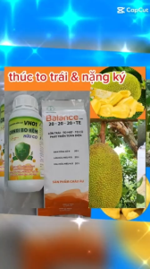(Lớn trái mít Sâu đục trái mít Rệp sáp mít) Phân thúc lớn trái mít nặng ký và phòng trị sâu đục trái mít trừ rệp sáp mít không gây nóng trái