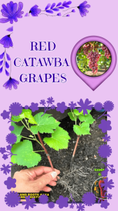 RED GRAPES CATAWBA AT CARDINAL SEEDLINGS MADALING BUHAYIN MATAMIS AT MALALAKI BUNGA