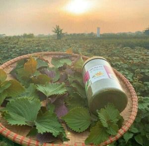 BỘT TÍA TÔ SẤY LẠNH