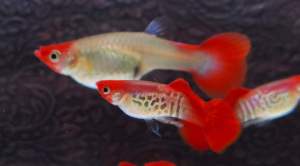 GUPPY ALBINO RED KOI SNAKESKIN ( HIGH GRADE)