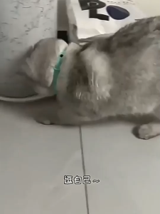 激光宠物圈智能逗猫玩具宠物用品自嗨自动逗猫咪玩具逗猫神器 Laser pet circle Mainan kucing dan bekalan haiwan kesayangan