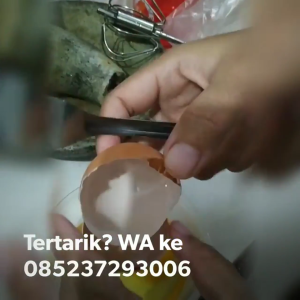 ALAT DAPUR SERBAGUNA MIXER PENGOCOK TELUR & ADONAN / MIXER MANUAL OTOMATIS/MUDAH DIGUNAKAN