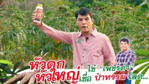 สารสกัดจากธรรมชาติ สูตรสร้างหัวมันสำปะหลัง เซตการันตี เพชรดำลงหัว แพ็คคู่2ขวด ขนาด500cc เพิ่มปริมาณหัวมัน เพิ่มเปอร์เซ็นต์แป้งสูง สินค้าพร้อมจัดส่ง