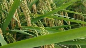 Benih Padi Unggul Sigupay UA Batuta Bibit Unggul 5kg