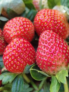 สตรอเบอร์รี่พันธุ์อเมริการวมไซส์ 500 กรัม