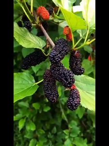 100 Seeds/pack Dwarf Mulberry Seeds for Planting Sweet Fruits Seeds Bonsai Fruit Tree Seeds-A631