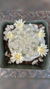 XƯƠNG RỒNG LEN TUYẾT - Có tặng kèm chậu nhựa nhỏ