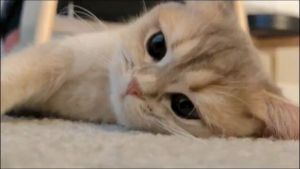 ชามเซรามิค ชามอาหารสัตว์เลี้ยง 15 องศา ทนทาน ปรับความสูงได้ ช่วยให้อาหารหน้าแมวมีความสูงสุด