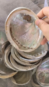 CASA Large Natural Abalone Shell Bowl for Palo Santo Sage Incense Purifying Sage and Incense Holder
