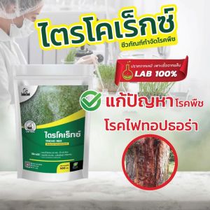 ไตรโคเดอร์มา รักษาโรคพืชทุกชนิด 500 กรัม ปลอดภัยไม่ผสมสารเคมี - ไม่ปลอดภัยและสำคัญ