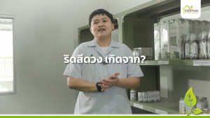 ยาบรรเทาริดสีดวงทวารหนัก ชนิดแคปซูล (ฝาเขียว) ตราบ้านหมอละออง 2 กระปุก คู่ บาล์ม