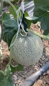 Melon Fruit Hanger / Stalk Support | Penyangga / Penopang Tangkai Buah Melon B Type (Black)