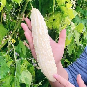 White Bitter Gourd Seeds (10 Seed) AMPALAYA LONG - Long White Variety / Bitter Gourd
