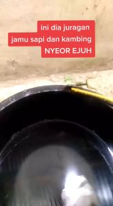 JAMU SAPI NYEOR EJUH PENGGEMUK SAPI PENGGEMUK KAMBING