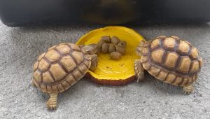 MAZURI Tortoise Diet Food 5M21 Original Tortoise food pellets