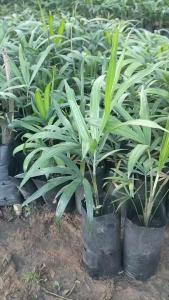 หวายขาวหนามน้อย เพาะเมล็ด แพ๊ค3ต้น100บาท