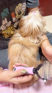 (Tanggal Buhol) Detangler Pet Comb Hair Grooming Brush Knot Rake Stainless Steel Cat Dog Cats Dogs