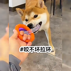 Tên sản phẩm: Đồ chơi Chó gặm vòng tròn chất liệu TPR (mẫu mới) - Love Pets Shop