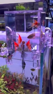 Box Acrylic Úp Ngược - Trang Trí Bể Cá Cảnh