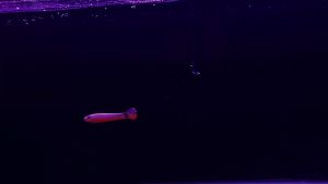 Umpan Mancing Casting Soft Lure - Bionic Soft Bait