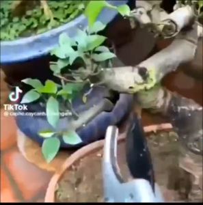 Lo kích rể làm xanh lá giúp tăng trưởng cây HB-101 công nghệ NHẬT BẢN