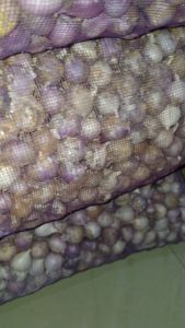 Bawang Tunggal Bawang Lanang Ukuran Besar Kualitas premium