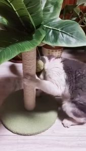 Cat Scratching Post Cat Scratchers Cat Toys Cat Tree Scratcher Cute Kitten Kitty Sisal Rope Scratch with Teaser Ball