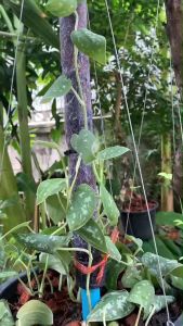 เสาหลักสําหรับปักต้นไม้เลื้อยผ้าเฟลท์ Flora felt ความหนา 10 มม.