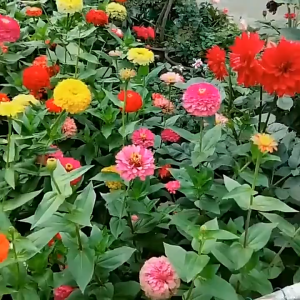 100Seeds/pack Mixed Color High Quality Zinnia Flower Seeds Garden Flower Plant Seeds Potted -A608