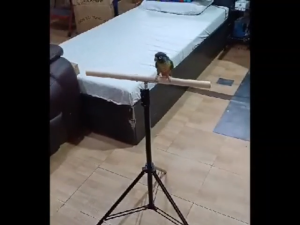 Magnifica Perch Bird Stand Tripod Toy