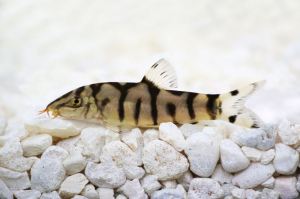Yoyo loach /botia lohachata / 云花鼠 3-4cm
