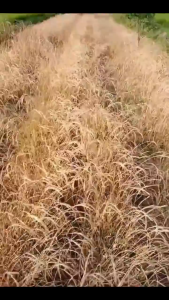 รากเน่า1000%💥ยาฆ่าไผ่ เข้มข้นสุด100ml ยาฆ่าต้นไม้ ยาฆ่าไม้ไผ่ ตรงไปที่ราก รากเน่ารากตาย ยาฆ่าตอต้นไม้ 1ฟรี1 เหมาะสำหรับกำจัดวัชพืช ต้นไม้ และไผ่ทุกชนิด สารกำจัดกอไผ่ ผลติดทนนาน ไม่เป็นอันตรายต่อดิน ยาฆ่าตอไม้ใหญ่