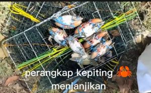 grosir jaring bubu kepiting rajungan murah berkualitas dan siap pakai