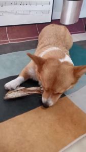 Dog Snack Molar Air-Dried Sheep Fan Frame Bone Cow Hoof bone Natural Tooth Cleaning Bone Chewing Bone To Remove Bad Breath Anti-Halitosis Oral Cleaning