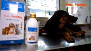 Chai Xịt Ve Rận Bọ Chét Chó Mèo FLEA AND TICK SPRAY 100ml Chính Hãng - Loại Bỏ Bọ Chét Trứng Ấu Trùng An Toàn Hiệu Quả