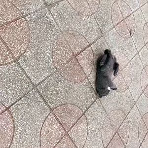 Đồ chơi Mèo bóng chuột trong lồng sắt vui nhộn (mẫu mới) - Hara Pet Store