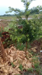 cây tùng la hán cao từ 14 đến 16 m