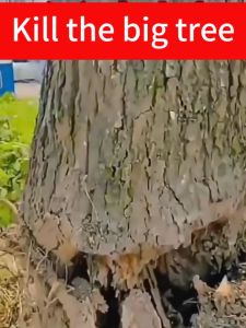 500G Grass Killer Chemical: A High-Efficiency Herbicide for Weeds & Trees