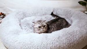 Super Soft Pet Donut Bed Plush Fleece Washable Pad For Dogs And Cats | Dog Bed | Cat Bed