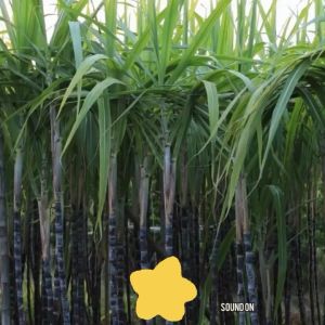 100pcs Sugarcane Straw/Coffee Ground Straw/ndividually Wrap 6mm thin straw/coffee straw biodegradable/Straw Compostable Biodegradable.