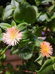 Anak pokok/ Cutting Mesembryanthemum cordifolium l.f /cutting Leaf 8-10cm太阳玫瑰