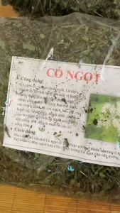 Cỏ ngọt sấy khô  dành cho người tiểu đường huyết áp