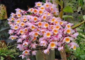 เอื้องมัจฉาชมพู 🌸 กล้วยไม้มัจฉาชมพู 🌸 ไม้กอ เกาะไม้ยาว 6 นิ้ว ขนาด 6-10 ลำต้น 🌿 ออกดอกกุมภา-มีนา กล้วยไม้ป่าแท้ 1 ไม้และ 2 ไม้/ขุนเข้าการ์เด้น