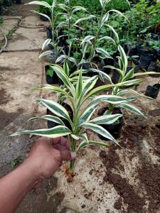 bibit sri rezeki strip putih sudah berakar