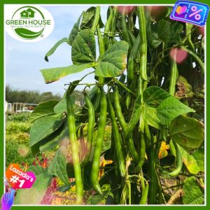 Green House® - Pinto Beans Seeds for Planting Vegetable Plants (20 Seed) incl. Instruction - Versatile Peruano Bush Bean