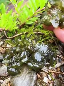 Wild Fresh Top Grade Wash Free Clean Earth Moss Dried Vegetable