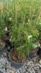 มะลิก้านแดง กระถาง 11 นิ้ว ดอกหอมออกดอกทั้งปี (กทม)