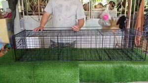 กรงดักตัวเงินตัวทอง ดักแมว ดักงู และสัตว์เลื้อยคลานอื่นๆอีกหลายชนิด ตัวเล็กตัวใหญ่ก็เข้าได้ติดแล้วล็อก  ยาว145 กว้าง40 สูง30 ใช้งานง่ายโครงสร้างแข็งแรงใช้งานได้ผลดี