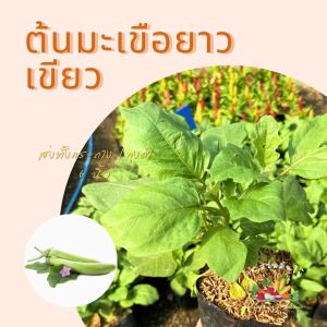 ต้นมะเขือยาว สีเขียว ในถุงเพาะ6 นิ้ว มะเขือยาวเขียว ต้นมะเขือ ผักสวนครัว ผักสวนครัวปลูกง่าย ผักสวนครัวพร้อมปลูก ผักออร์แกนิก