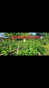 ต้นผักเชียงดา พร้อมปลูก ต้นใหญ่ โตเร็ว โอกาสรอดสูง สูง 30 - 50 เซนติเมตร